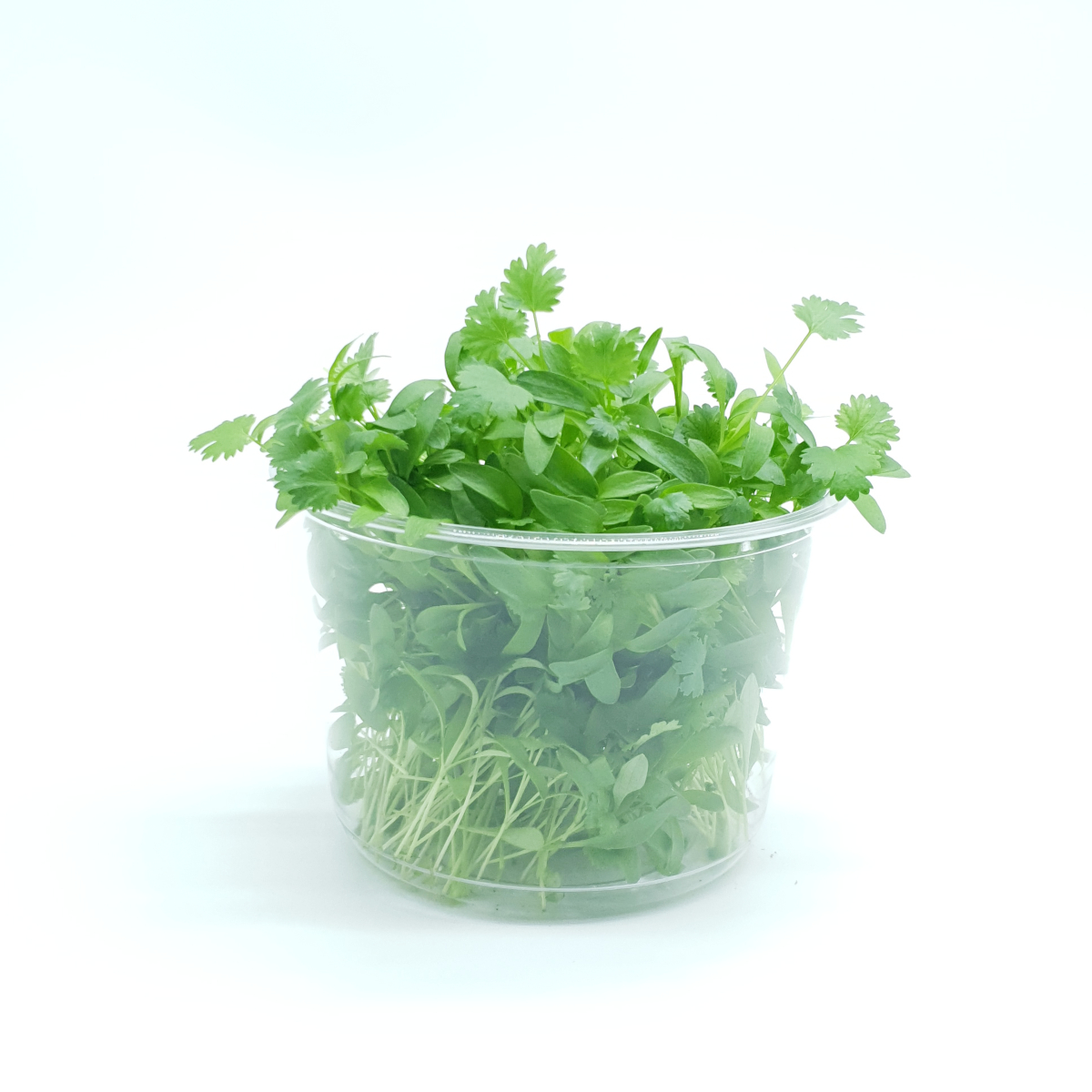 micro CILANTRO Trueleafs